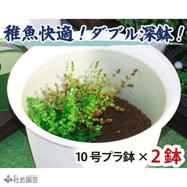 深鉢ダブル 飼育セット | 杜若園芸WEBショップ｜水草の生産販売【通販