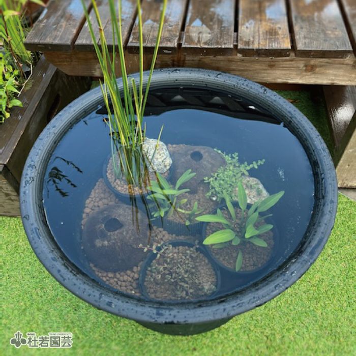 メダカの寒さ対策！ 冬ごもりビオトープセット | 杜若園芸WEBショップ