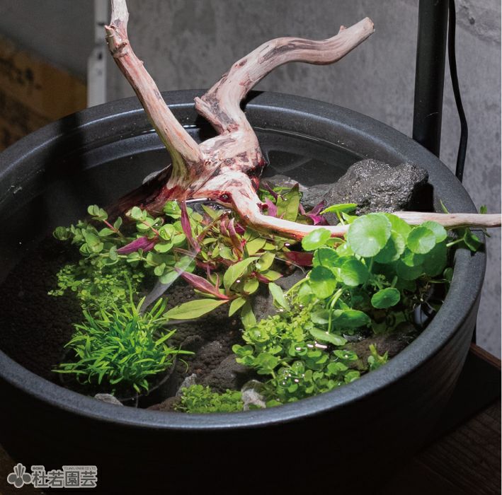 ☆杜のメダカ☆★メダカ飼育にオススメ。詫び草のある生活★20センチ陶器 日本初の水生植物専門店「杜若園芸」に聞いたメダカの飼育におすすめの