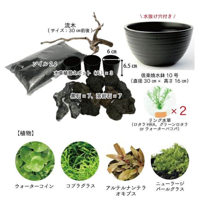 室内で育てよう！ 小さなメダカのオアシスづくり | 杜若園芸WEB