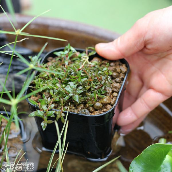 水草植替えポット（角） | 杜若園芸WEBショップ｜水草の生産販売【通販