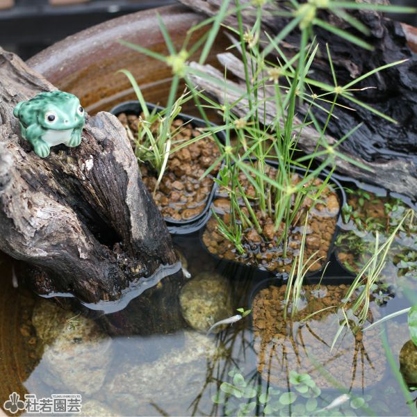 水草植替えポット（角） | 杜若園芸WEBショップ｜水草の生産販売【通販