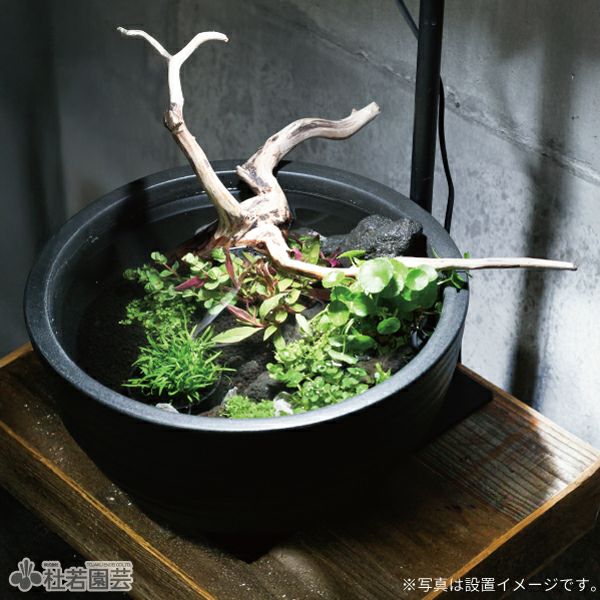 国産杉の木古材】 室内インテリアビオトープ専用台 | 杜若園芸WEB