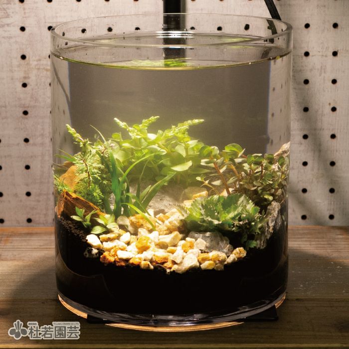 ☆★杜のメダカ☆★メダカ飼育にオススメコケリウム・テラリウム完成品★20センチ メダカのための小さなアクアリウム | 杜若園芸WEBショップ｜水草の生産