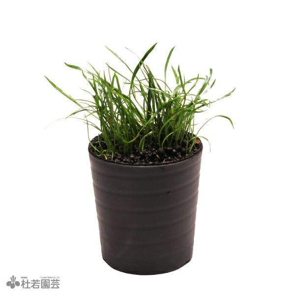 SAMURAI PLANTS】ホシクサsp.クチ（ソイル植え） | 杜若園芸WEB