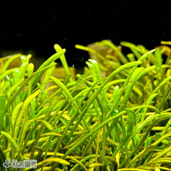 その他観葉植物 lacunosa minara &kentiana 'Lori rinn' Lacunosa Minara : r/hoyas