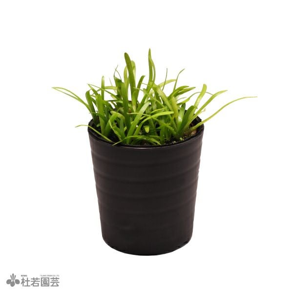 SAMURAI PLANTS】ホシクサsp.クチ（ソイル植え） | 杜若園芸WEB