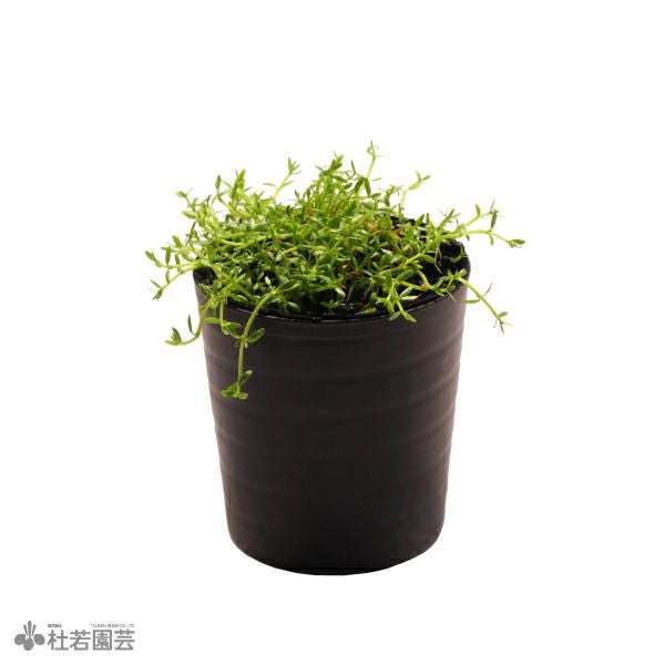 SAMURAI PLANTS】ホシクサsp.クチ（ソイル植え） | 杜若園芸WEB