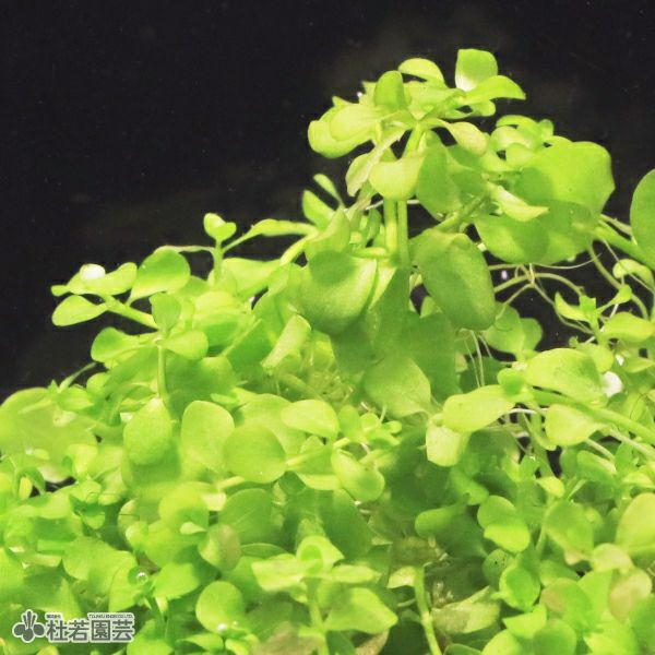 SAMURAI PLANTS】ニューラージパールグラス（ソイル植え） | 杜若園芸