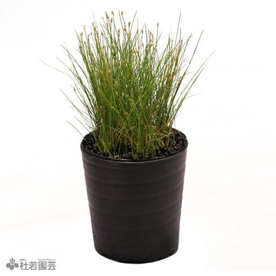 レクリス 1匹【メダカ・めだか】 | 杜若園芸WEBショップ｜水草の生産 
