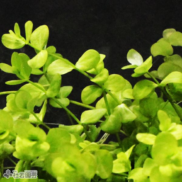 SAMURAI PLANTS】ラージパールグラス（ソイル植え） | 杜若園芸WEB