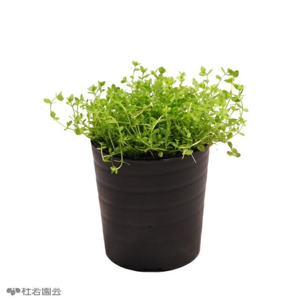 SAMURAI PLANTS】パールグラス（ソイル植え） | 杜若園芸WEBショップ