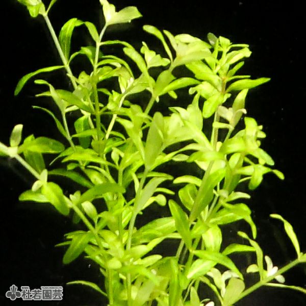 SAMURAI PLANTS】パールグラス（ソイル植え） | 杜若園芸WEBショップ