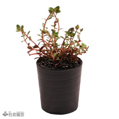 レクリス 1匹【メダカ・めだか】 | 杜若園芸WEBショップ｜水草の生産 