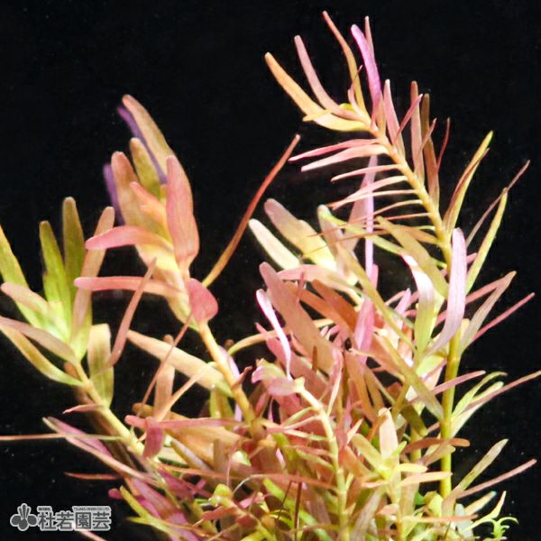 SAMURAI PLANTS】ロタラHRA（ソイル植え） | 杜若園芸WEBショップ