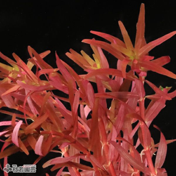 SAMURAI PLANTS】ロタラレディッシュ（ソイル植え） | 杜若園芸WEB