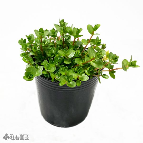 SAMURAI PLANTS】ニューラージパールグラス（ソイル植え） | 杜若園芸