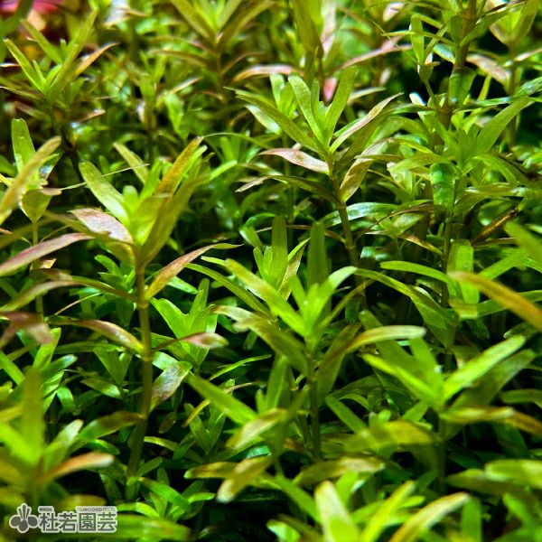 SAMURAI PLANTS】ロタラインディカ（ソイル植え） | 杜若園芸WEB