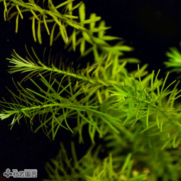 SAMURAI PLANTS】ロタラナンセアン（ソイル植え） | 杜若園芸WEB