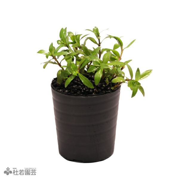 SAMURAI PLANTS】ハイグロフィラポリスペルマ（ソイル植え） | 杜若