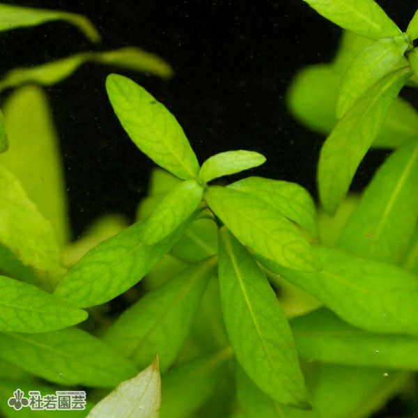＊クロタネ草＊静鈴② 銀天女×プロリフィカ　玉響 分類標本園 Systematic Garden ｜ 小石川植物園
