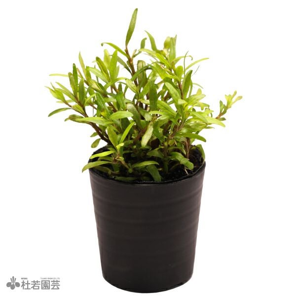 SAMURAI PLANTS】ジュンクスレペンス（ソイル植え） | 杜若園芸WEB