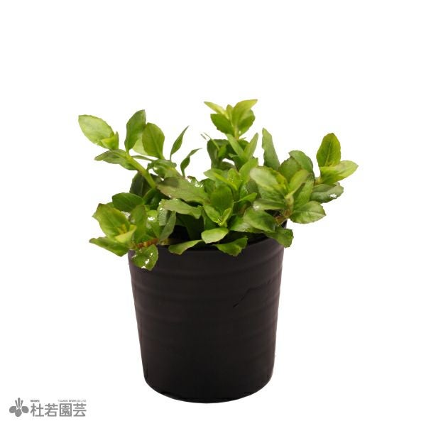 SAMURAI PLANTS】ハイグロフィラトリフロラ（ソイル植え） | 杜若園芸
