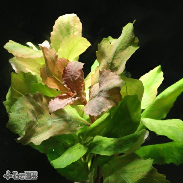 SAMURAI PLANTS】ハイグロフィラトリフロラ（ソイル植え） | 杜若園芸