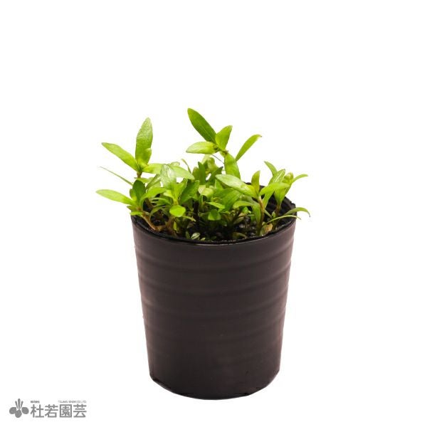 SAMURAI PLANTS】ハイグロフィラロザエネルビス（ソイル植え） | 杜若