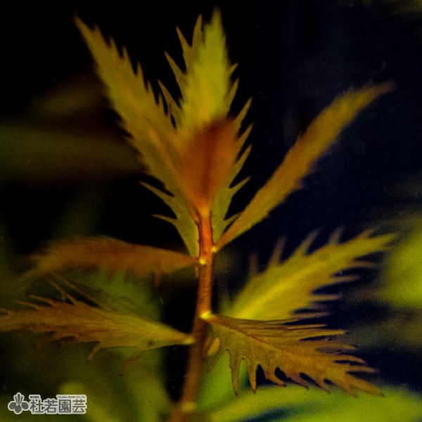 SAMURAI PLANTS】プロセルピナカパルストリス（ソイル植え） | 杜若