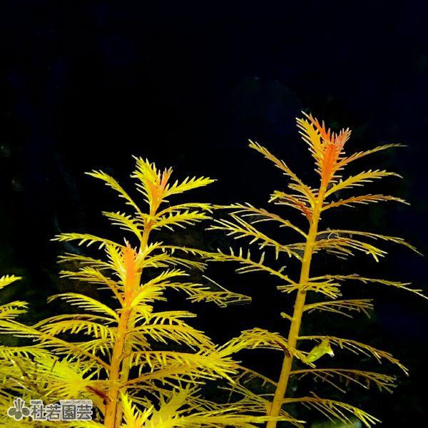 SAMURAI PLANTS】プロセルピナカパルストリス（ソイル植え） | 杜若