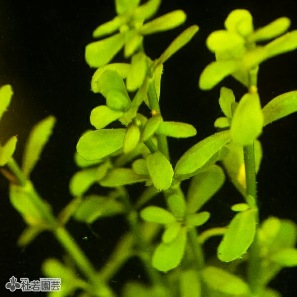 SAMURAI PLANTS】バコパモンニエリ（ソイル植え） | 杜若園芸WEB