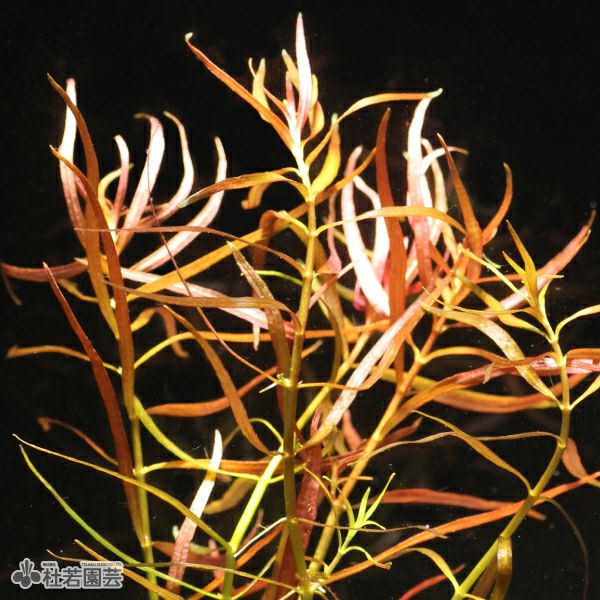 SAMURAI PLANTS】ルドヴィジアアクアータ（ソイル植え） | 杜若園芸WEB