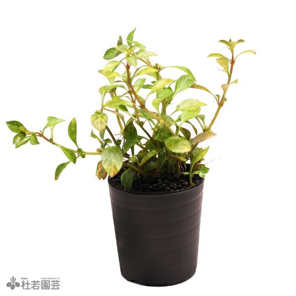 SAMURAI PLANTS】ルドヴィジアダークオレンジ（ソイル植え） | 杜若