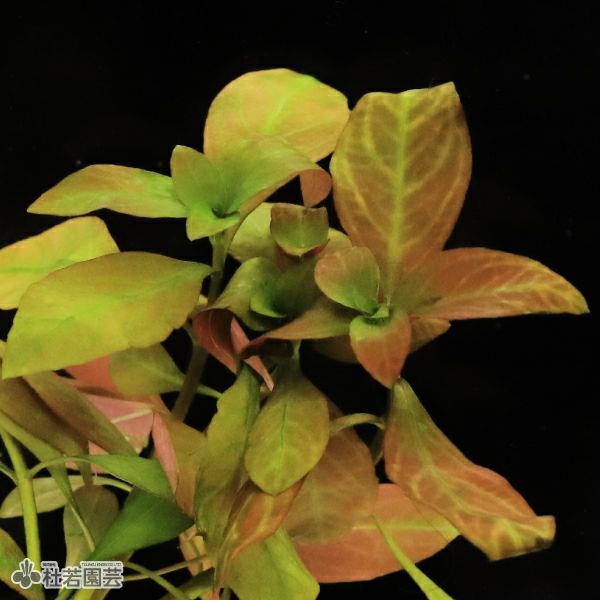 SAMURAI PLANTS】ルドヴィジアダークオレンジ（ソイル植え） | 杜若