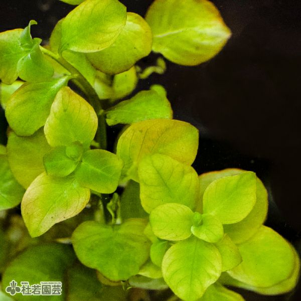 SAMURAI PLANTS】ルドヴィジアオバリス（ソイル植え） | 杜若園芸WEB