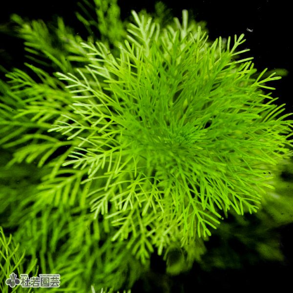 SAMURAI PLANTS】アンブリア（ソイル植え） | 杜若園芸WEBショップ