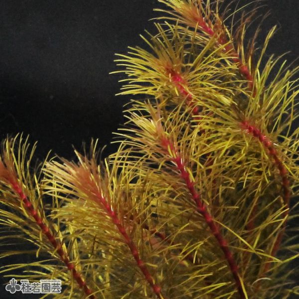 SAMURAI PLANTS】ロタラsp.ベトナム（ソイル植え） | 杜若園芸WEB