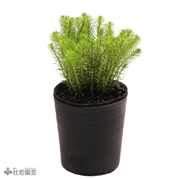 SAMURAI PLANTS】ミズスギナ（ソイル植え） | 杜若園芸WEBショップ