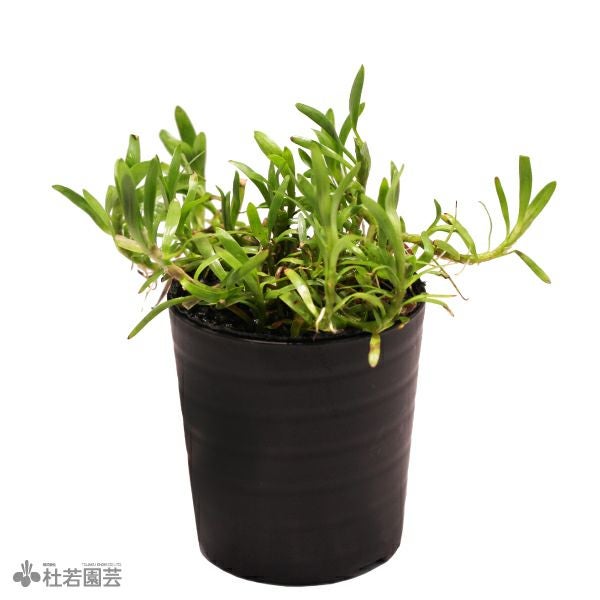 SAMURAI PLANTS | 杜若園芸WEBショップ｜水草の生産販売【通販ショップ】