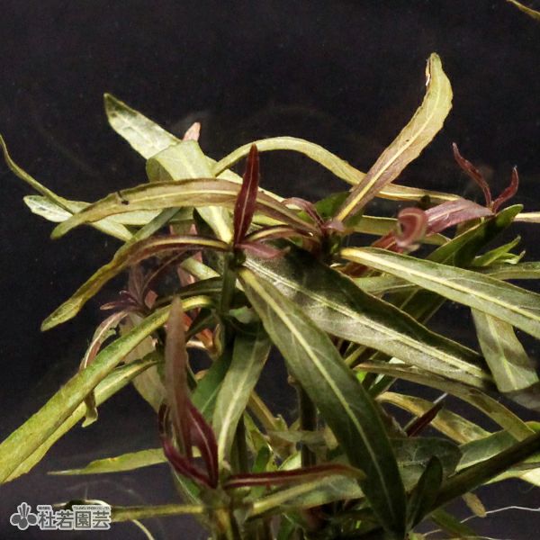 SAMURAI PLANTS】アラグアイアレッドシャープリーフハイグロ（ソイル