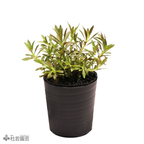 朝鮮の草 有機｜旬牧草｜生牧草｜GEX