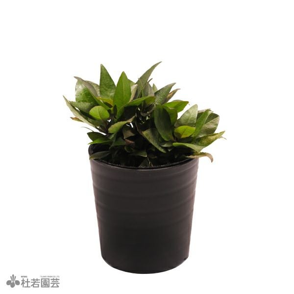 SAMURAI PLANTS】ハイグロフィラコリンボーサ（ソイル植え） | 杜若