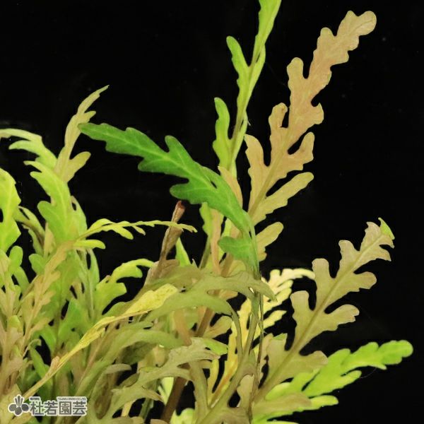 SAMURAI PLANTS】ハイグロフィラピンナティフィダ（ソイル植え
