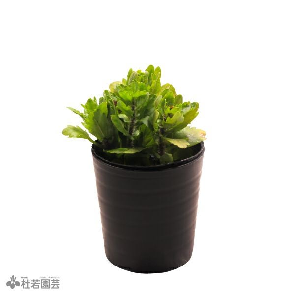 SAMURAI PLANTS | 杜若園芸WEBショップ｜水草の生産販売【通販ショップ】