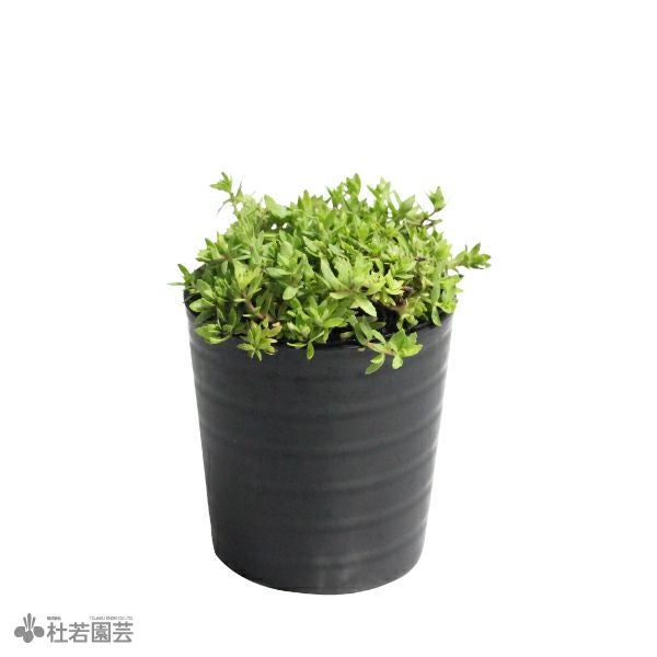 SAMURAI PLANTS | 杜若園芸WEBショップ｜水草の生産販売【通販ショップ】