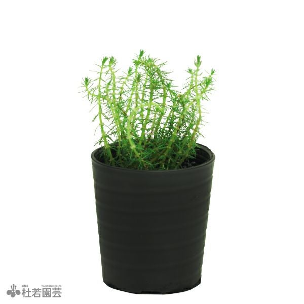 SAMURAI PLANTS】タチモ（ソイル植え） | 杜若園芸WEBショップ｜水草の