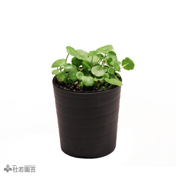 水生植物】 ウォーターコイン(ウォーターマッシュルーム) | 杜若園芸