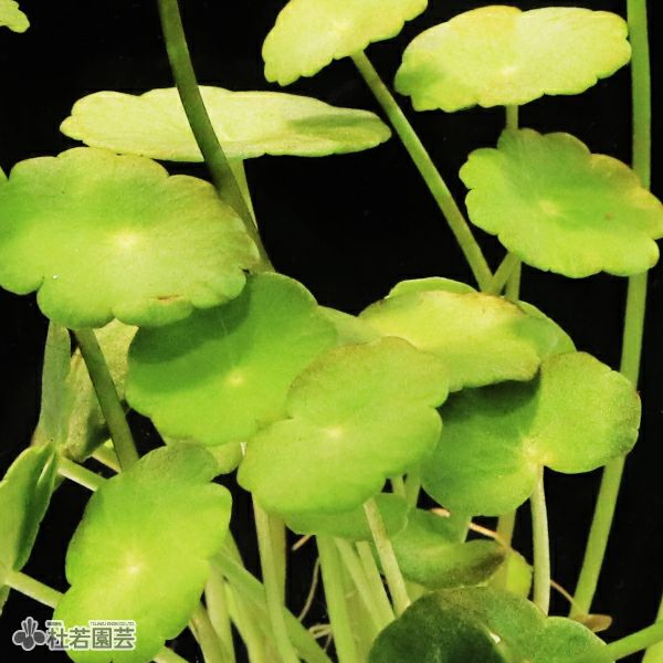 SAMURAI PLANTS】ウォーターコイン（ソイル植え） | 杜若園芸WEB