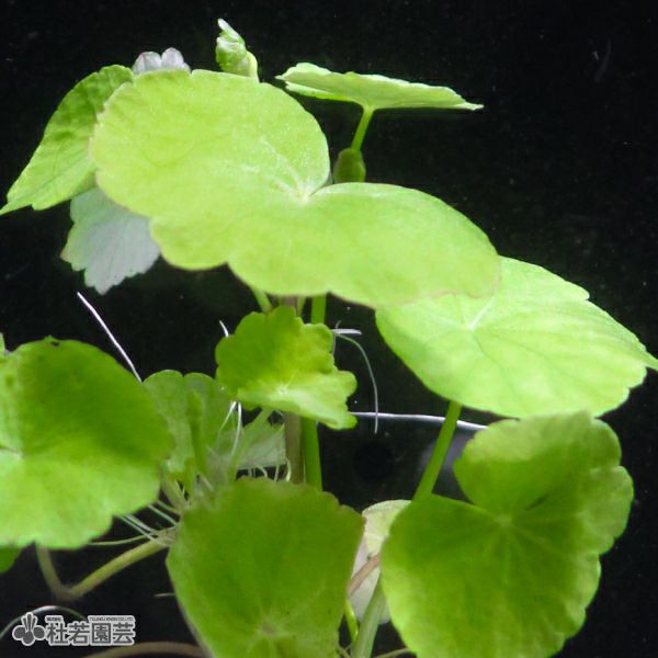 SAMURAI PLANTS】ペニーワート（ソイル植え） | 杜若園芸WEBショップ